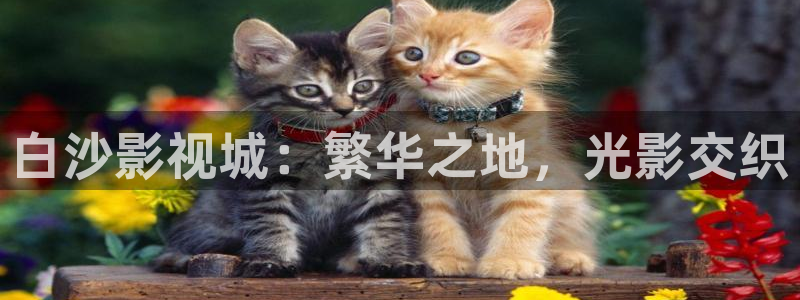 午夜电影国产精品麻豆